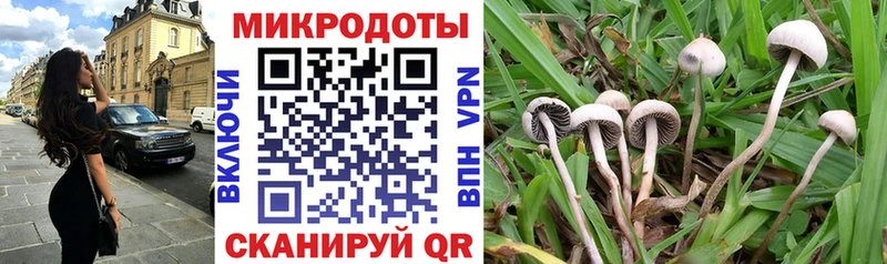 блэк спрут ссылка  купить   Тотьма  Псилоцибиновые грибы Psilocybine cubensis 